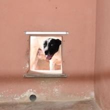 LOLO, Hund, Mischlingshund in Spanien - Bild 51