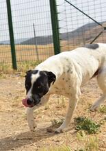 LOLO, Hund, Mischlingshund in Spanien - Bild 54