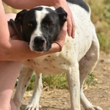 LOLO, Hund, Mischlingshund in Spanien - Bild 57
