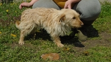 BOBORJAN, Hund, Mischlingshund in Ungarn - Bild 3