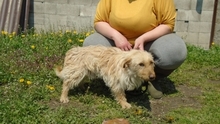 BOBORJAN, Hund, Mischlingshund in Ungarn - Bild 4