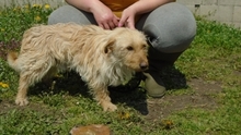 BOBORJAN, Hund, Mischlingshund in Ungarn - Bild 5