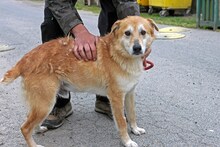 CHILI, Hund, Mischlingshund in Ungarn - Bild 1