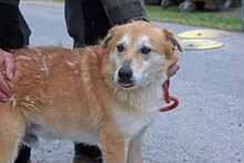 CHILI, Hund, Mischlingshund in Ungarn - Bild 2