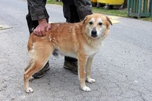 CHILI, Hund, Mischlingshund in Ungarn - Bild 3