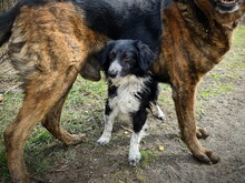 BRADLYBOBIK, Hund, Mischlingshund in Slowakische Republik - Bild 1