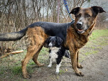 BRADLYBOBIK, Hund, Mischlingshund in Slowakische Republik - Bild 11