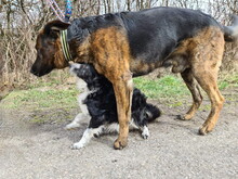 BRADLYBOBIK, Hund, Mischlingshund in Slowakische Republik - Bild 2
