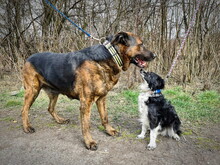 BRADLYBOBIK, Hund, Mischlingshund in Slowakische Republik - Bild 3