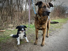 BRADLYBOBIK, Hund, Mischlingshund in Slowakische Republik - Bild 4
