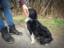 BRADLYBOBIK, Hund, Mischlingshund in Slowakische Republik - Bild 6