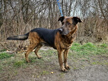 BRADLYBOBIK, Hund, Mischlingshund in Slowakische Republik - Bild 8