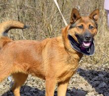 ELI, Hund, Mischlingshund in Slowakische Republik - Bild 4