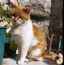BELLA, Katze, Europäisch Kurzhaar in Griechenland - Bild 2