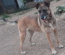 FLORI, Hund, Mischlingshund in Rumänien - Bild 12