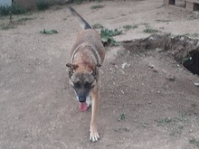 FLORI, Hund, Mischlingshund in Rumänien - Bild 13