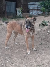 FLORI, Hund, Mischlingshund in Rumänien - Bild 14