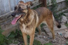 FLORI, Hund, Mischlingshund in Rumänien - Bild 15