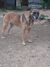 FLORI, Hund, Mischlingshund in Rumänien - Bild 16