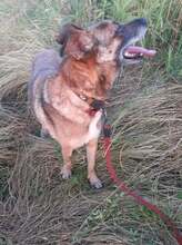 FLORI, Hund, Mischlingshund in Rumänien - Bild 17