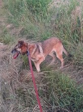 FLORI, Hund, Mischlingshund in Rumänien - Bild 18