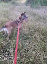 FLORI, Hund, Mischlingshund in Rumänien - Bild 19