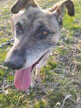 FLORI, Hund, Mischlingshund in Rumänien - Bild 2