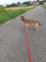 FLORI, Hund, Mischlingshund in Rumänien - Bild 21