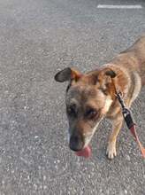 FLORI, Hund, Mischlingshund in Rumänien - Bild 23