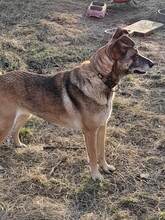 FLORI, Hund, Mischlingshund in Rumänien - Bild 6