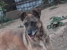 FLORI, Hund, Mischlingshund in Rumänien - Bild 7