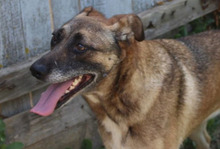FLORI, Hund, Mischlingshund in Rumänien - Bild 8