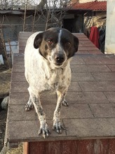 HEIDI, Hund, Mischlingshund in Rumänien - Bild 12