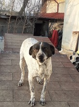 HEIDI, Hund, Mischlingshund in Rumänien - Bild 13