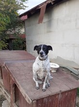 HEIDI, Hund, Mischlingshund in Rumänien - Bild 16
