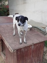 HEIDI, Hund, Mischlingshund in Rumänien - Bild 5