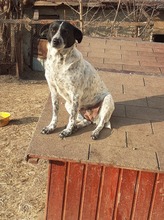 HEIDI, Hund, Mischlingshund in Rumänien - Bild 6
