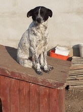 HEIDI, Hund, Mischlingshund in Rumänien - Bild 8