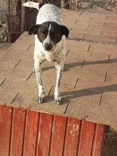 HEIDI, Hund, Mischlingshund in Rumänien - Bild 9