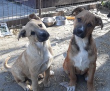 FRANCO, Hund, Mischlingshund in Rumänien - Bild 11