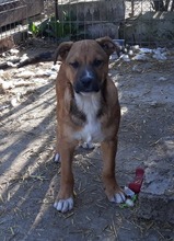 FRANCO, Hund, Mischlingshund in Rumänien - Bild 14