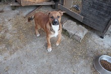 FRANCO, Hund, Mischlingshund in Rumänien - Bild 15