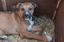 FRANCO, Hund, Mischlingshund in Rumänien - Bild 16