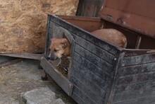 FRANCO, Hund, Mischlingshund in Rumänien - Bild 18