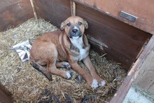 FRANCO, Hund, Mischlingshund in Rumänien - Bild 19