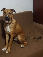 FRANCO, Hund, Mischlingshund in Rumänien - Bild 2