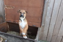 FRANCO, Hund, Mischlingshund in Rumänien - Bild 20