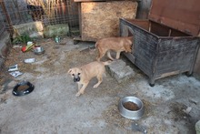FRANCO, Hund, Mischlingshund in Rumänien - Bild 22