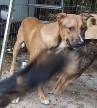 FRANCO, Hund, Mischlingshund in Rumänien - Bild 23