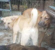 FRANCO, Hund, Mischlingshund in Rumänien - Bild 24
